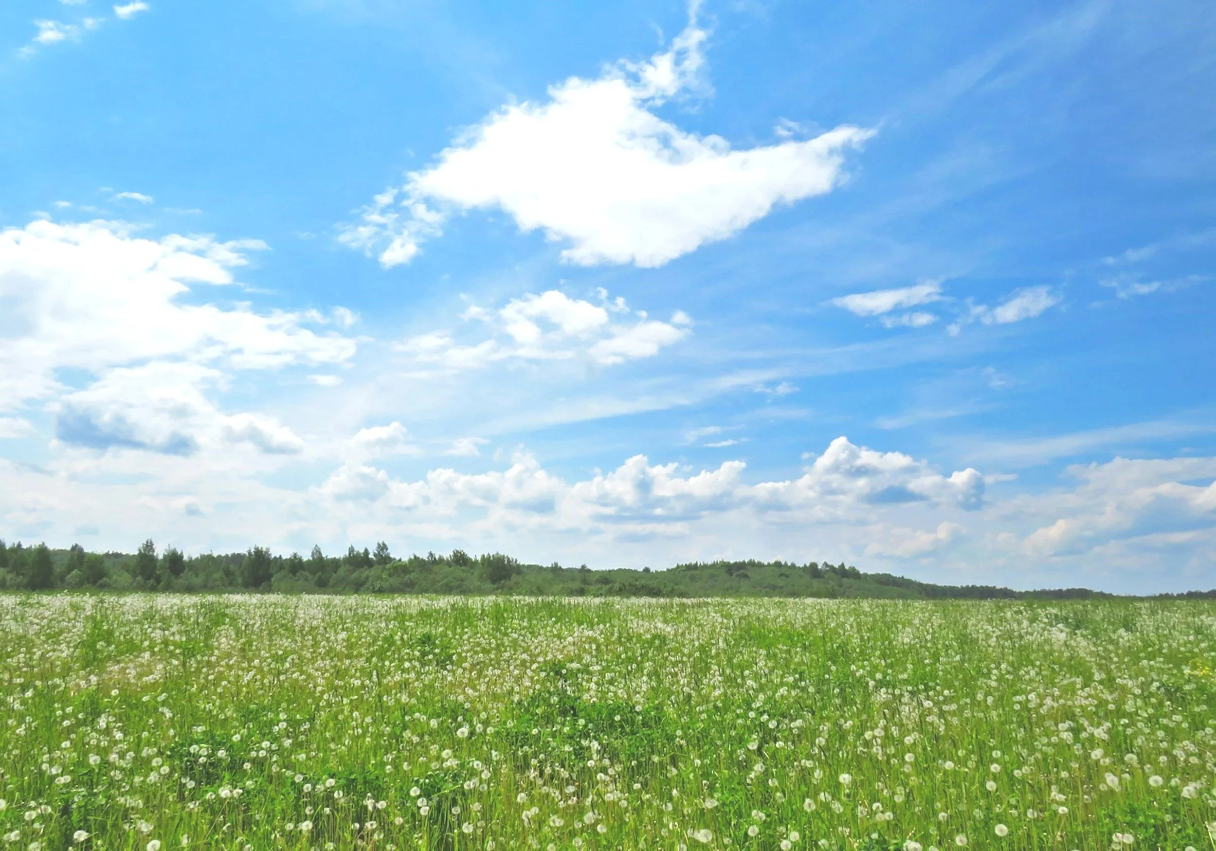 Green fields and agricultural landscape